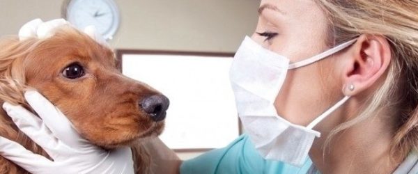 medicina-veterinaria